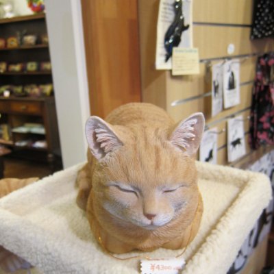 画像1: 香箱座り猫