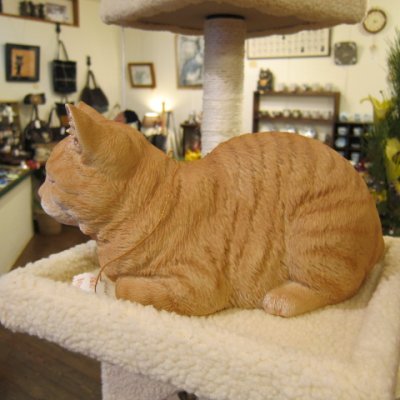 画像2: 香箱座り猫