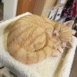 画像1: 眠り猫（茶トラ） (1)